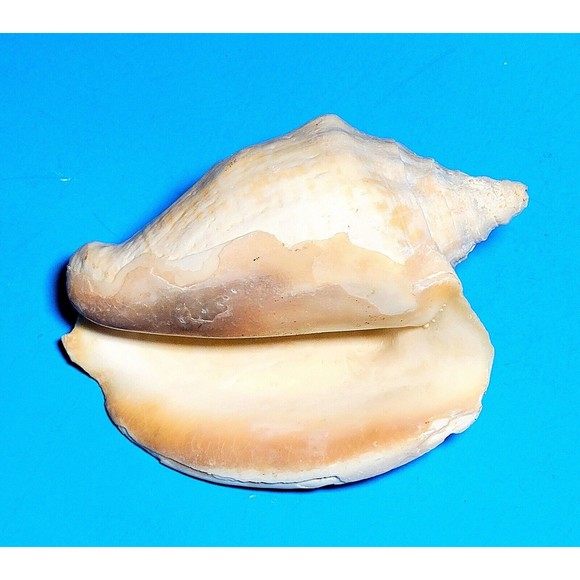 Queen Helmet Seashell Horned Gulf Conch Elaborate Opening 5.6" X 5" VGC! #D - Picture 9 of 13